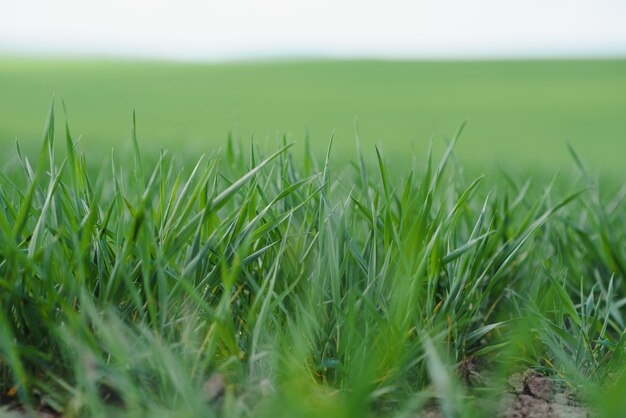 Jeune blé vert poussant dans le sol. Les semis de blé poussant dans un champ