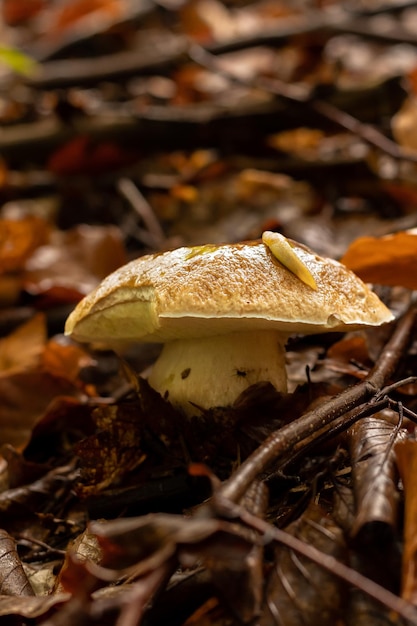 Jeune bolet après la pluie en automne dans la forêt