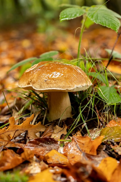 Photo jeune bolet après la pluie en automne dans la forêt