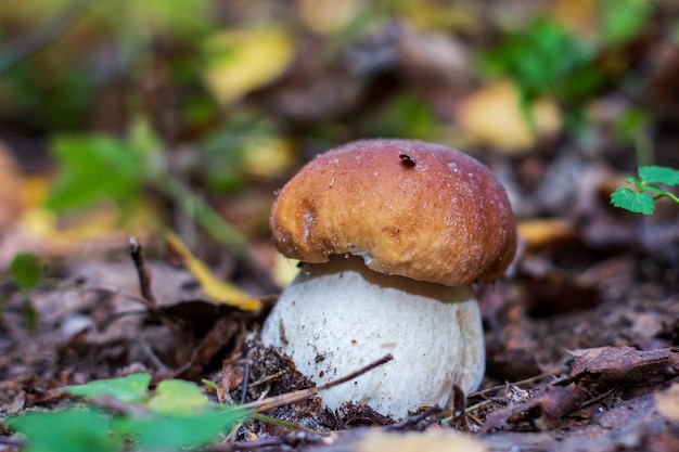 Un jeune bolet pousse dans la forêt