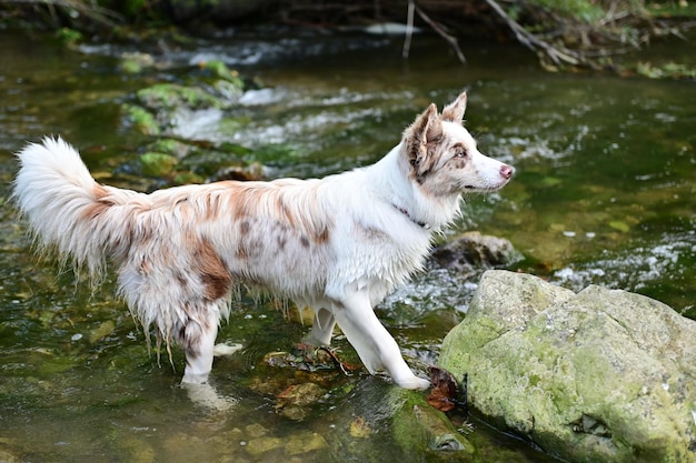 Jeune border collie dans la rivière