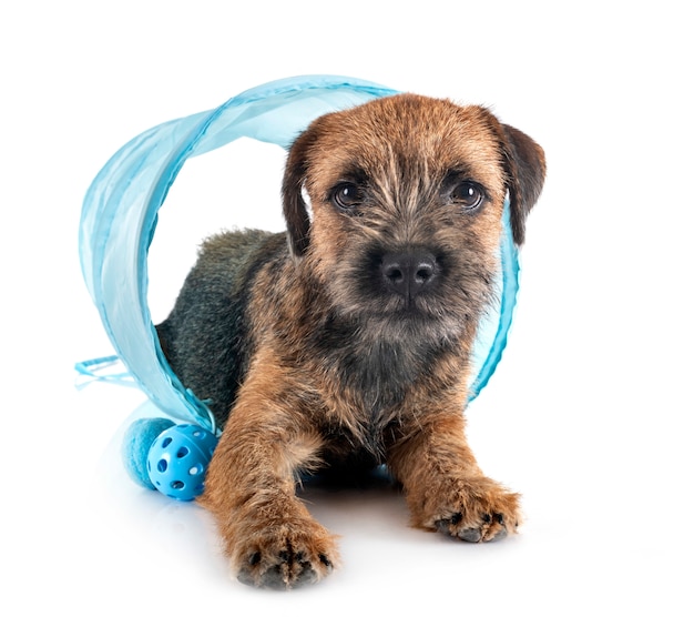 Jeune border terrier