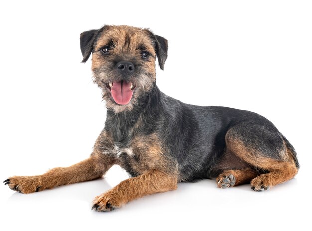 Jeune border terrier