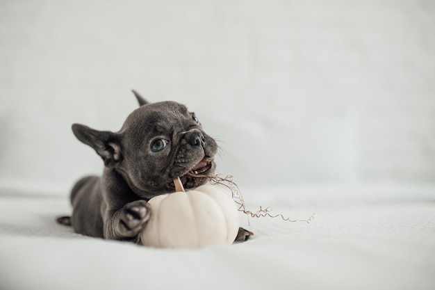 Jeune bouledogue français aux yeux bleus à Halloween passant du temps avec de la citrouille à la veille des reliques Joyeux beau chien gris assis sur un lit blanc le jour de Thanksgiving