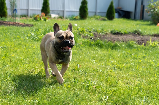 Jeune bouledogue français brun s'exécutant sur une cour. Chien de race pure à l'extérieur.