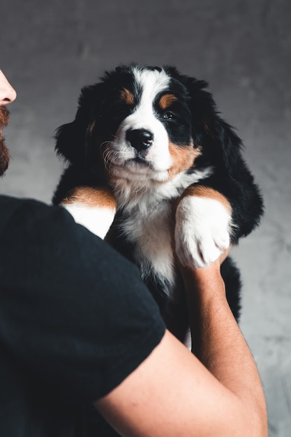 Jeune bouvier bernois dans les mains. Gros plan, photo en studio. Concept de soins, d'éducation, de formation et d'élevage d'animaux