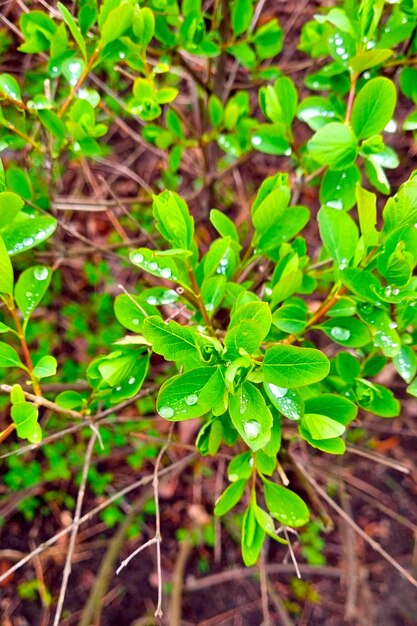 Une jeune branche verte d'un buisson ou d'un arbre avec des gouttes d'eau après la pluie Fond de printemps