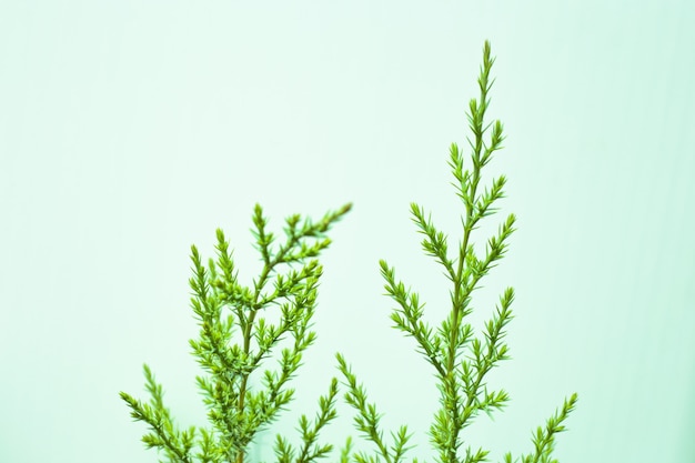 Jeune branche verte de genévrier sur fond menthe.