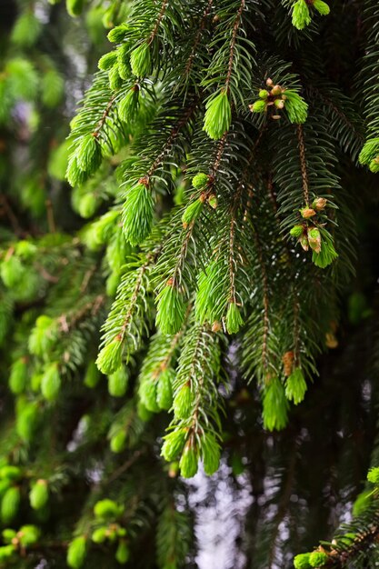 Jeune branche verte de sapin