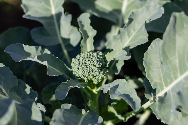 Jeune brocoli dans le lit de jardin Légumes de brocoli bio poussant