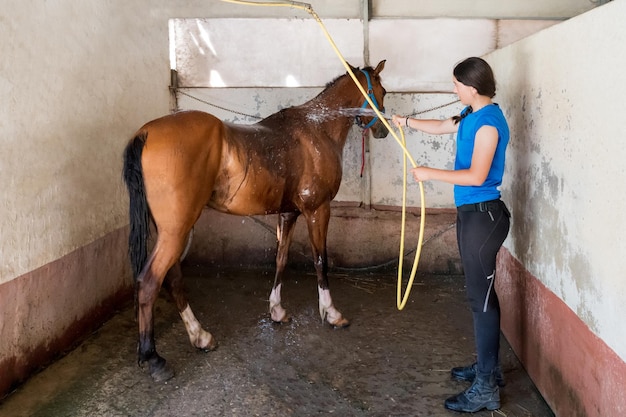 Jeune brunette lave-cheval en boîte