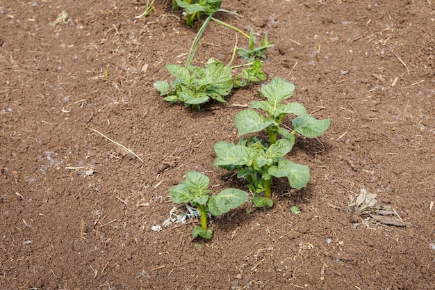 Jeune buisson de pomme de terre