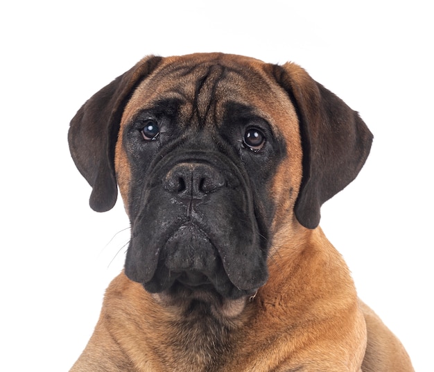 Jeune bullmastiff sur blanc isolé