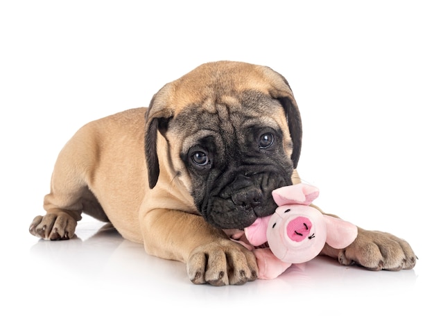 Jeune Bullmastiff Devant Blanc