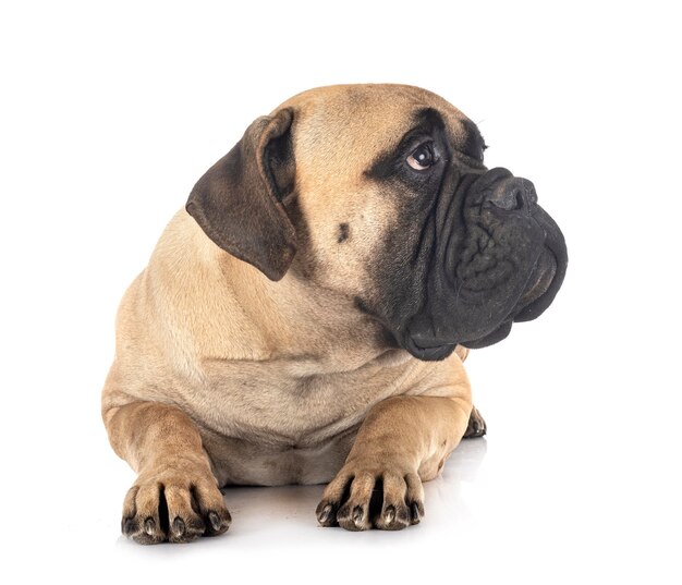 Jeune bullmastiff isolé sur blanc