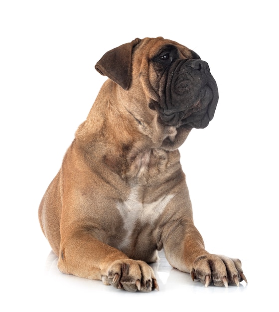 Jeune bullmastiff isolé sur blanc