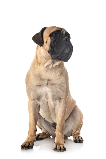 Jeune Bullmastiff Isolé Sur Blanc