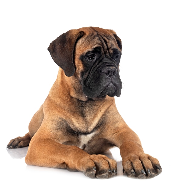 Jeune bullmastiff