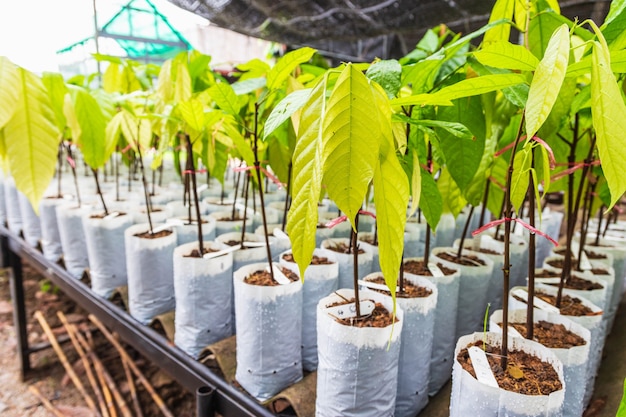 Jeune cacaoyer en pépinière