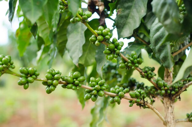 Jeune café cru