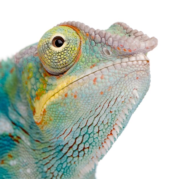 Jeune caméléon Furcifer Pardalis - Ankify sur un blanc isolé