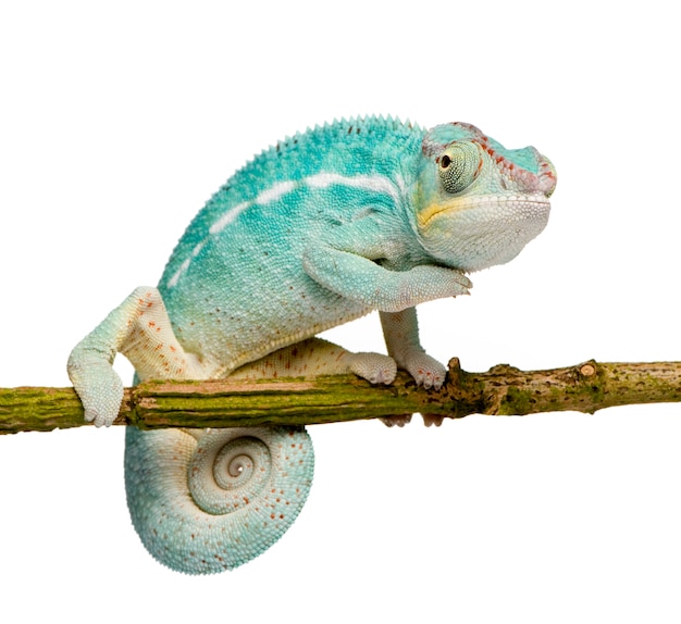 Jeune caméléon Furcifer Pardalis - Ankify sur un blanc isolé