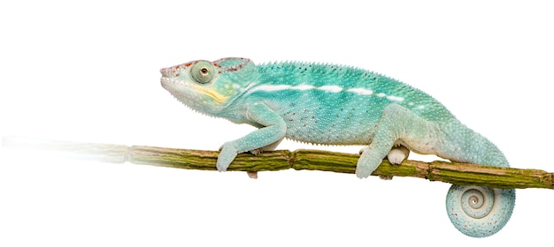 Jeune caméléon Furcifer Pardalis - Ankify sur un blanc isolé