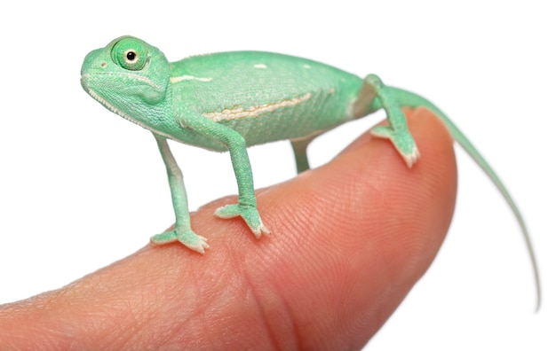 Jeune caméléon voilé, Chamaeleo calyptratus sur un doigt