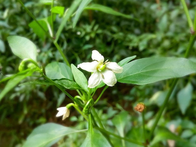 Jeune capsicum et bouton floral de piment ou fleur de piment blanc dans le jardin