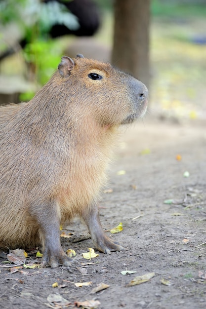 Jeune capybara. Nom latin - Hydrochoerus hydrochaeris