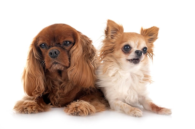 Jeune cavalier king charles et chihuahua