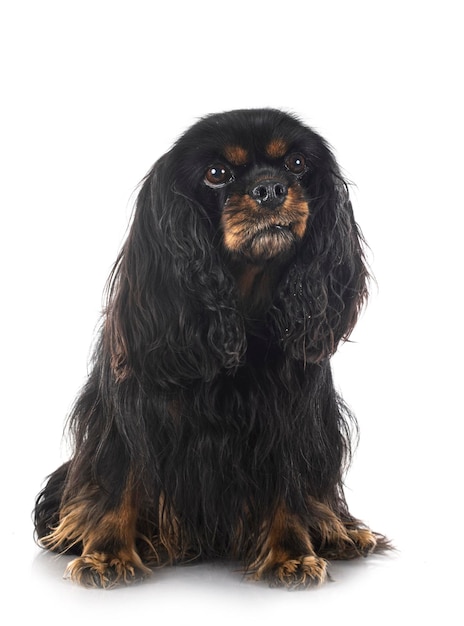 Jeune cavalier king charles