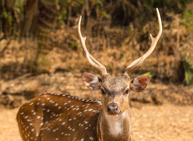 Jeune cerf avec belle corne,