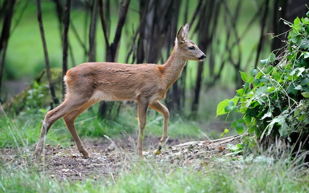 Jeune cerf dans la forêt d'été