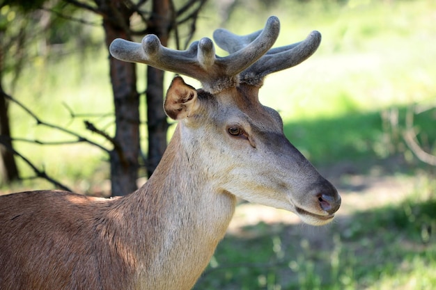 Jeune cerf en forêt