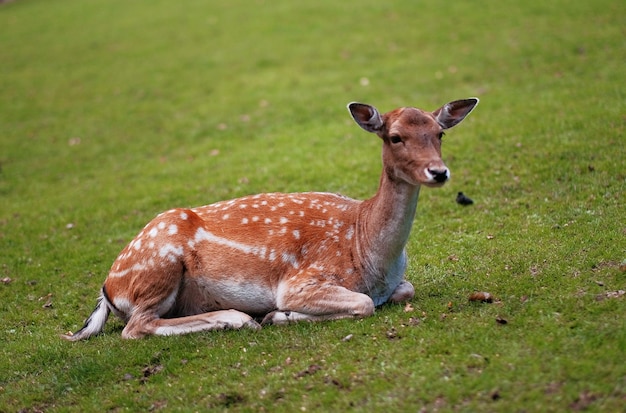 Jeune cerf mâle sur l'herbe avec une mise au point sélective Bambi petit cerf