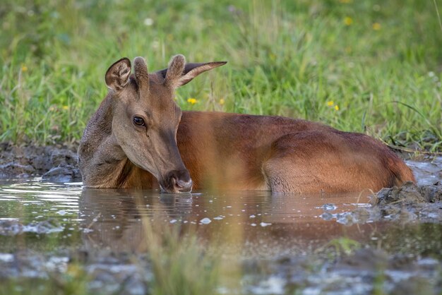 Jeune cerf rouge buvant de l'eau dans la nature estivale