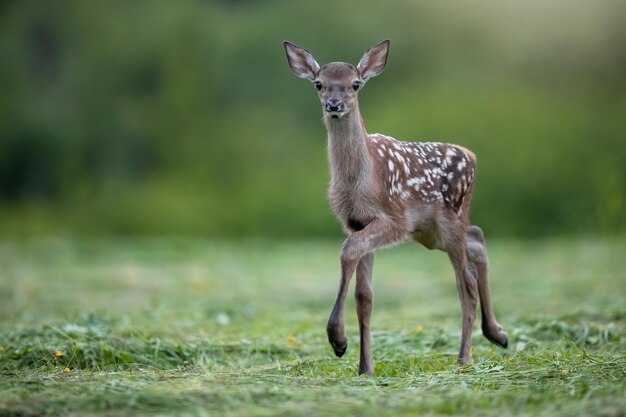 Jeune cerf rouge regardant la caméra sur l'herbe en été