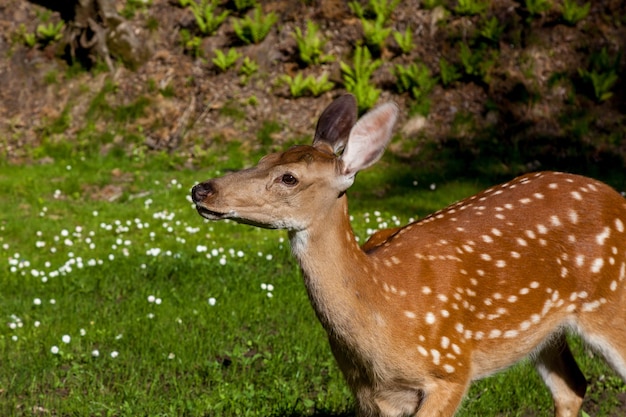 Jeune cerf tacheté dans la forêt sur une clairière