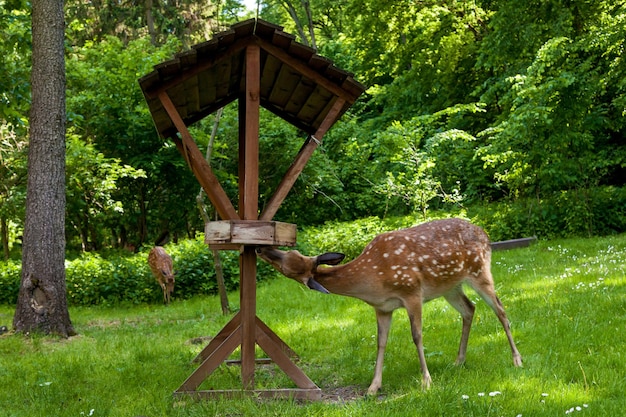 Jeune cerf tacheté dans la forêt sur une clairière