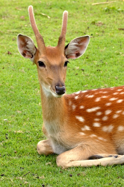 Photo jeune cerf