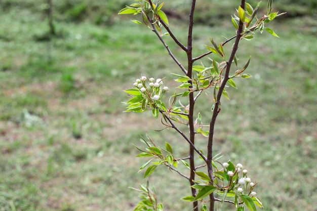 Un jeune cerisier en fleurs dans le jardin un jour de printemps Culture et entretien des arbres fruitiers