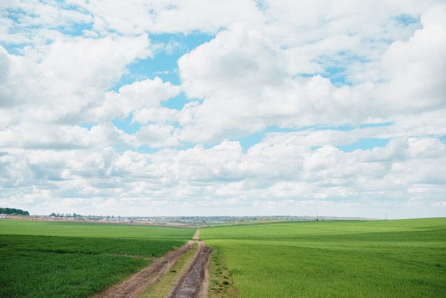 Jeune champ de blé est un pittoresque