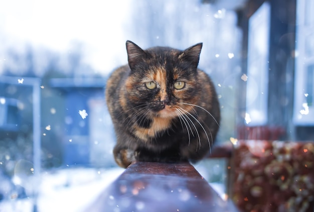 Jeune chat assis sur une balustrade en bois près de la maison de campagne à l'extérieur en hiver.