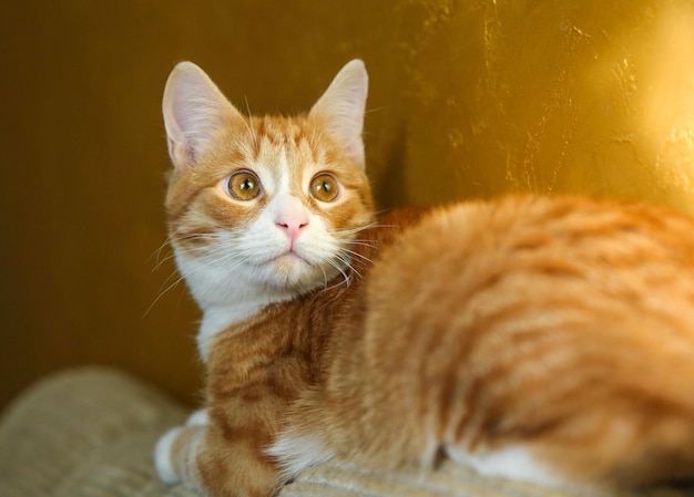 un jeune chat aux cheveux roux est assis sur le fond d'un mur doré