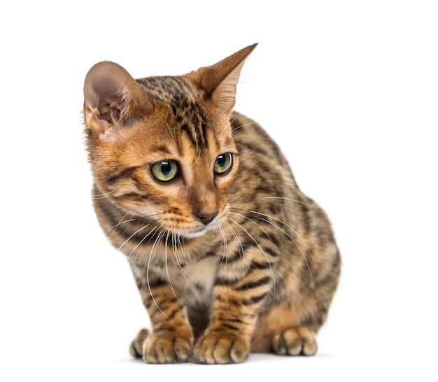 Jeune chat Bengal assis isolé sur blanc