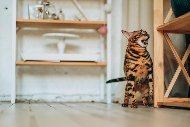 Un jeune chat bengal se promène dans la pièce
