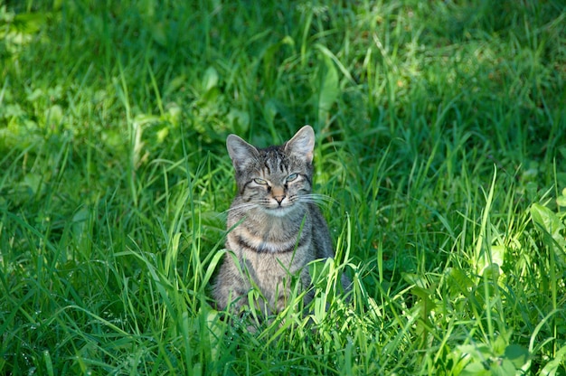 Un jeune chat de bonne humeur est assis dans l'herbe un matin d'été ensoleillé