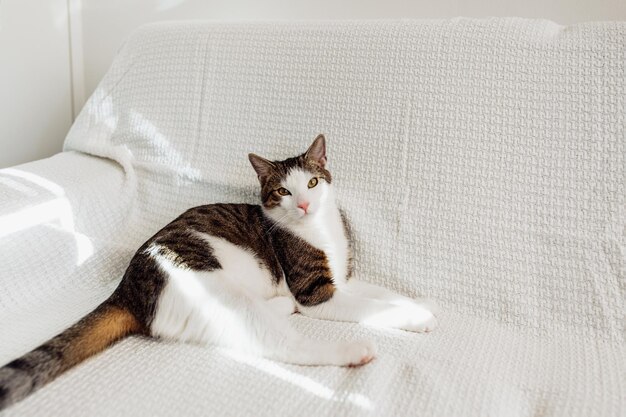 Jeune chat domestique allongé sur un canapé blanc