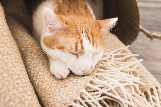 Jeune chat domestique blanc et orange dormir dans un panier de couverture confortable saison d'automne